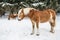 Brown Ponies in Snowy Jura Pine Trees Forest in Winter