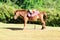 Brown pony with colorful saddle stand on grass field under sun l