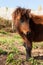 Brown pony grazes in the meadow