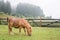 Brown pony grazing