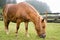 Brown pony grazing