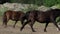 Brown pony horse trots among its herd on a lawn in slo-mo