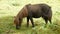 Brown pony or little horse eating grass meadow