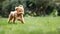 Brown poodle puppy running on the grass. The little dog bounces quickly over the grass after biting a rubber toy. Selective focus