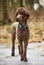 Brown poodle standing in the springtime forest ready for action. Outdoor dog portrait