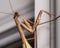 Brown praying mantis on the doorframe of a home