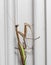 Brown praying mantis on the doorframe of a home