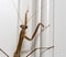 Brown praying mantis on the doorframe of a home