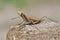 Brown Praying Mantis On Wood Staring You Down