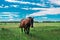Brown pregnant horse chews fresh grass on a green meadow