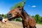 A brown pregnant horse Trakehner is fed