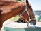 Brown pretty mare has bridle, standing near saddle