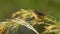 Brown Prinia perching on grass stem