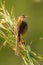 Brown Prinia perching on grass stem