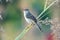 Brown Prinia on small branches of grass