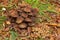 Brown Psathyrella piluliformis mushrooms  on the forest floor