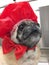 Brown Pug Dog in Red Shower Bath Cap Red Bow Tie