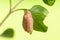 Brown pupa on green leaf isolated on green