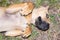 Brown puppy with big brown eyes rolls over-Dog behavior