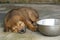 Brown Puppy Dog Sleeping Next to Water Bowl