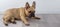 Brown puppy of french bulldog lies on the floor.