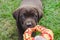 Brown puppy labrador lying on the grass and biting a toy