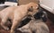 A brown puppy nips on his siblings face. Teething behavior and playful wrestling