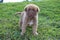 Brown Puppy in Papua New Guinea