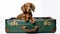 Brown puppy sitting in green travel luggage suitcase on white background