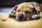 Brown puppy sleeping on carpet.