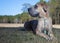 Brown purebred Great Dane laying down