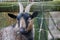 Brown pygmy goat looking at the camera