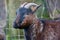 Brown pygmy goat side profile