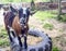 Brown pygmy goat stood on old tyre