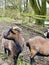 Brown pygmy goats in winter