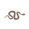 Brown python illustration. Isolated tropical snake on white background