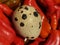 Brown Quail egg against red peppers