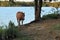 Brown Quarter Horse Near Clear Blue Water At Lake in Texas