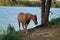 Brown Quarter Horse Near Clear Blue Water At Lake in Texas