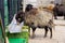 Brown quessant sheep eats from an food bowl
