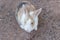 Brown rabbit beautiful select focus, colorful rabbit, close-up brown rabbit.