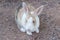 Brown rabbit beautiful select focus, colorful rabbit, close-up brown rabbit.