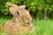 Brown rabbit bunny on grass