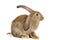 Brown rabbit bunny isolated