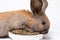 The brown rabbit climbed on a plate of compound feed and tries to get food on a white background. Balanced full diet