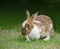 Brown Rabbit eat Cabbage on Greeny Background