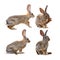 Brown Rabbit in Four Positions