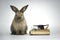 Brown rabbit with glasses and graduation hat on book  cute bunny study success  pet education and animal training concept