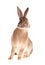 Brown rabbit, isolated.