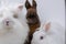 Brown rabbit looking surprisingly at the camera while standing behind other white-furred bunnies